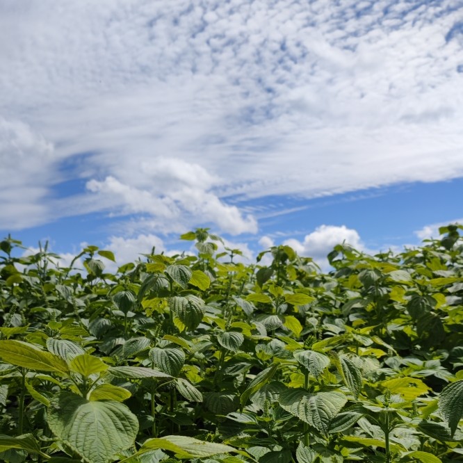 苏子酥  易碎品  3盒 共500g