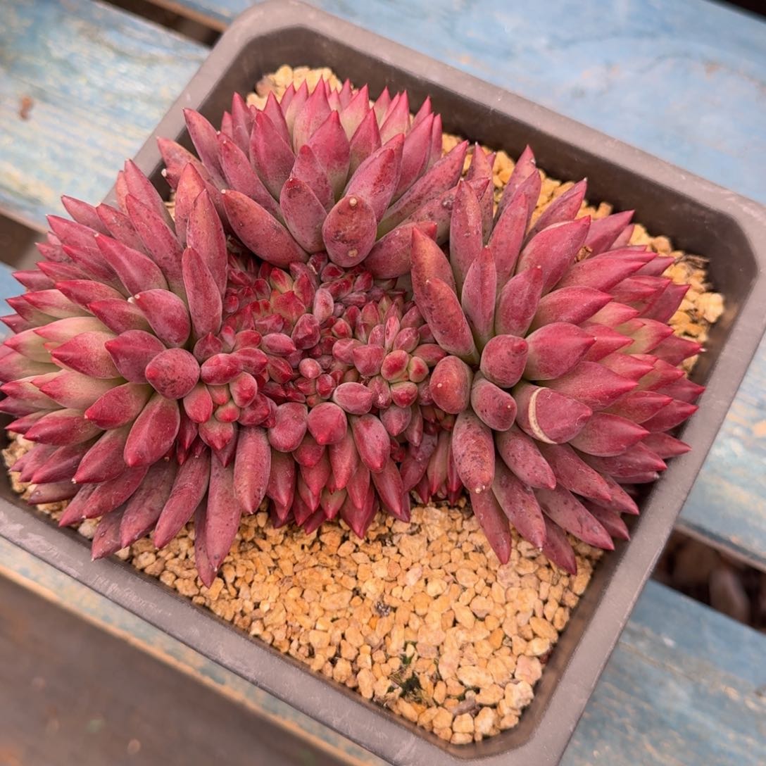 虞美人老桩潜力股多肉