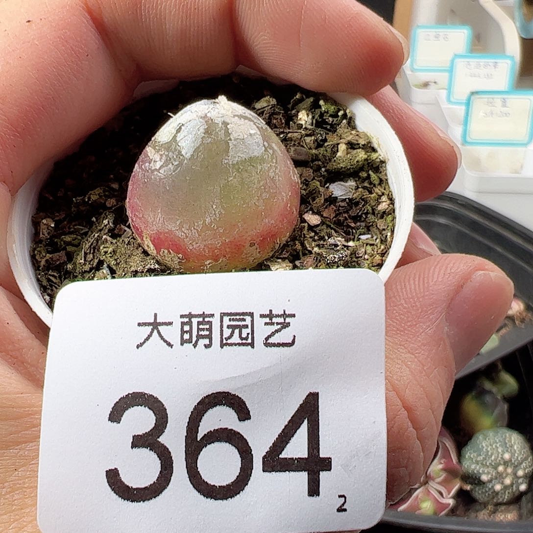 0000364尺寸2.2 一物一拍……