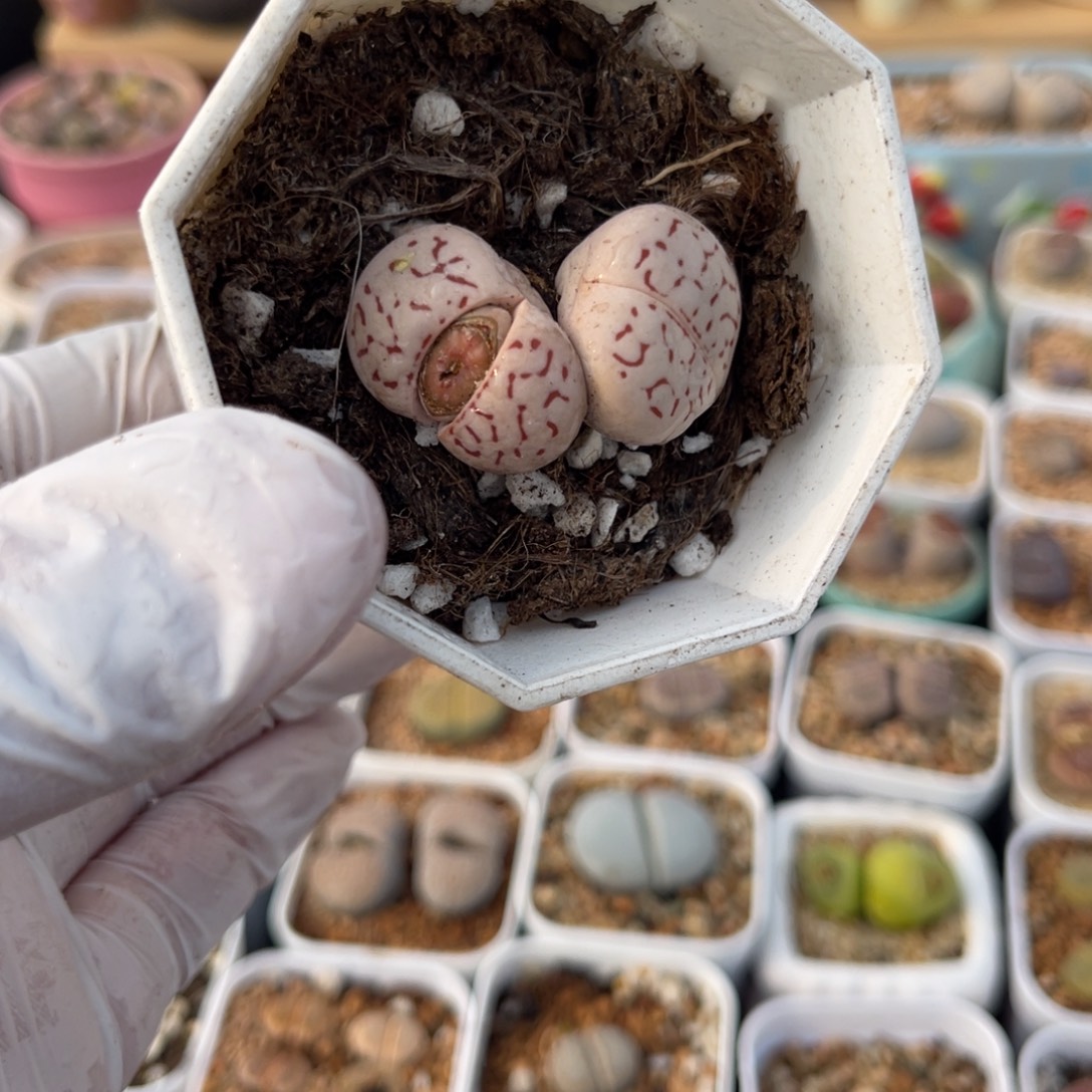 多肉植物一物一拍8