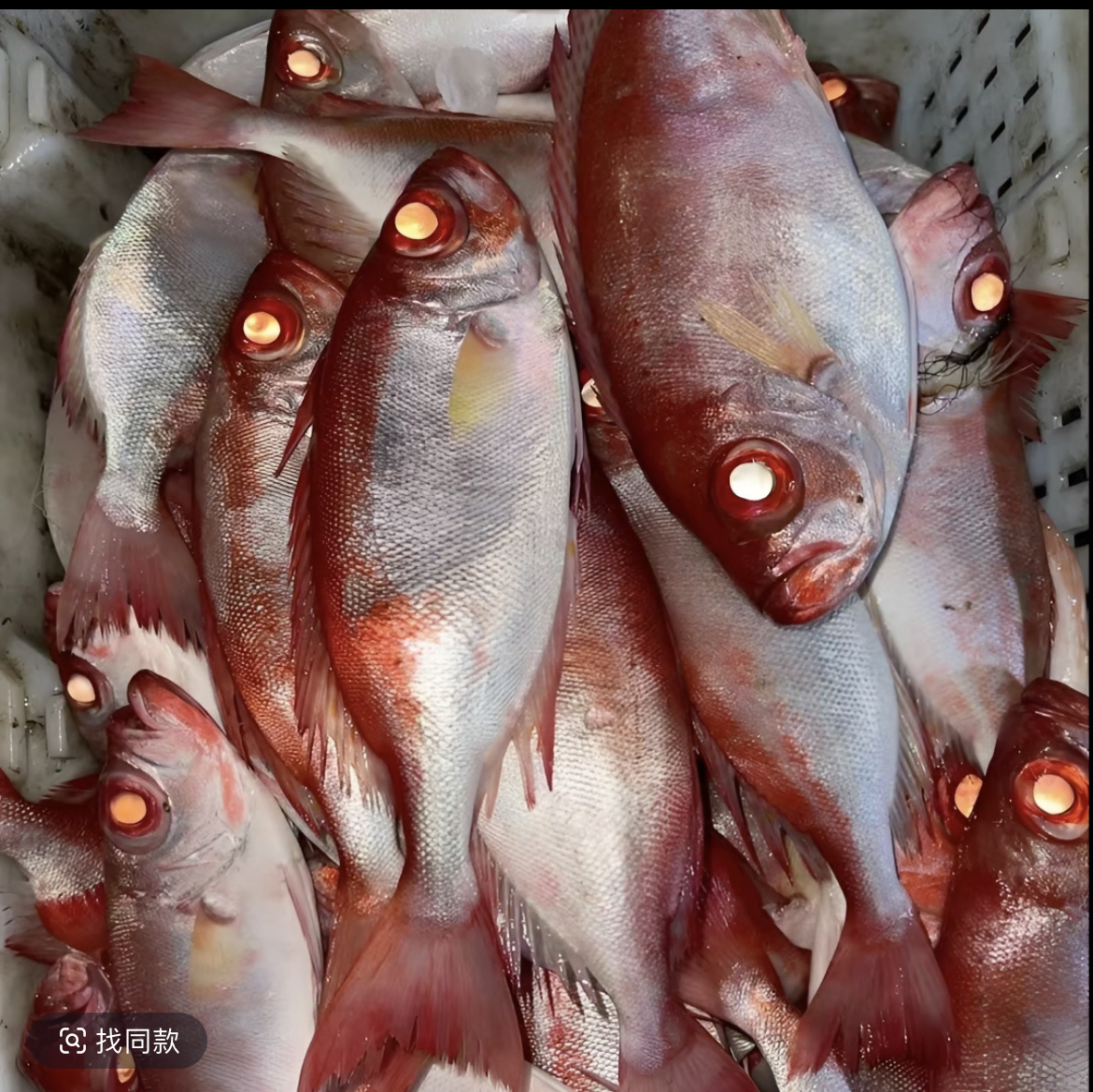 广东汕尾本港新鲜红目连鱼