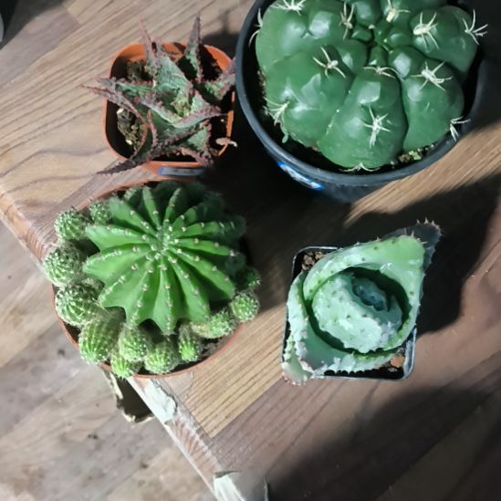 花花世界迷人眼的球球