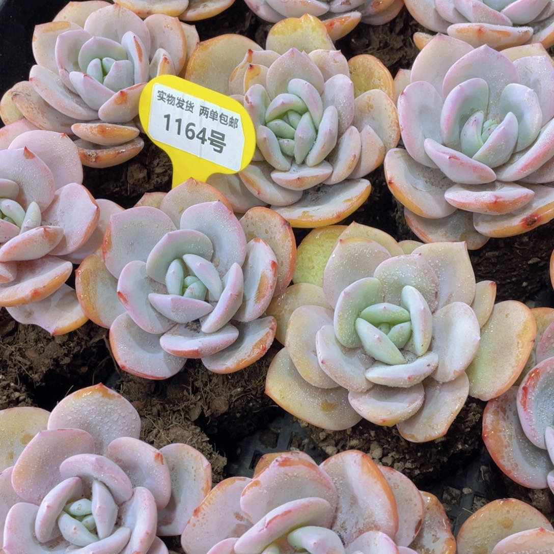 1164号 福利宽叶韩货奶茶单头一个