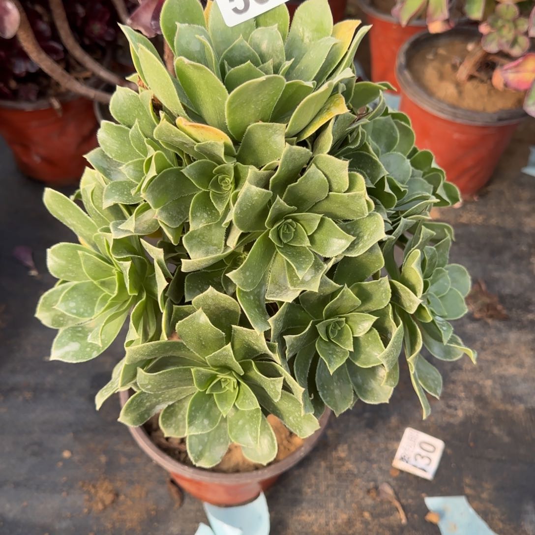 香腹多肉560满28包邮断枝不包