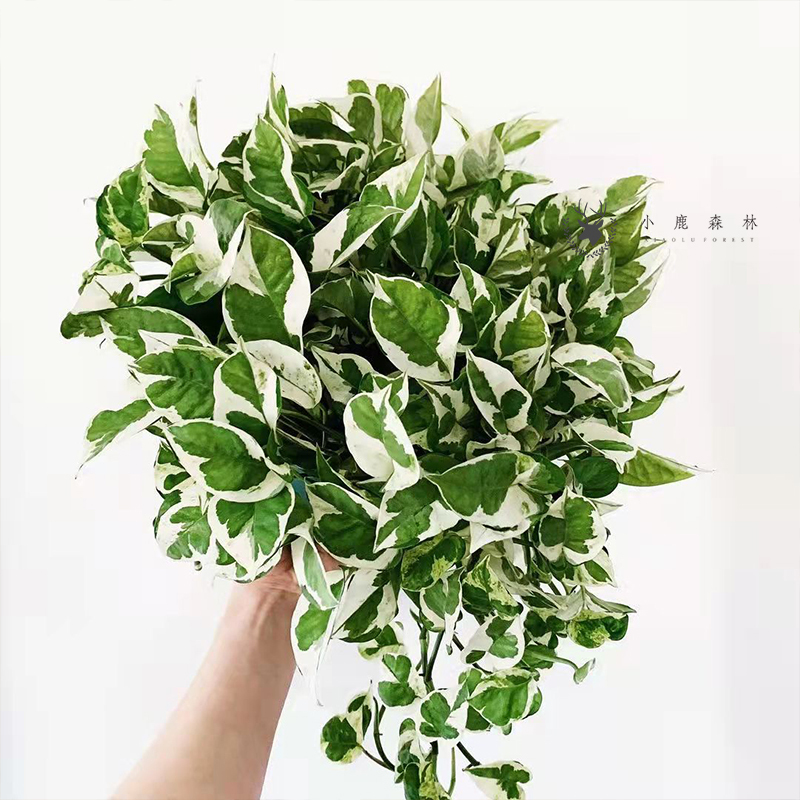 白金葛雪花葛花叶绿萝盆栽好养办公室内桌面吸甲醛水培绿萝植物