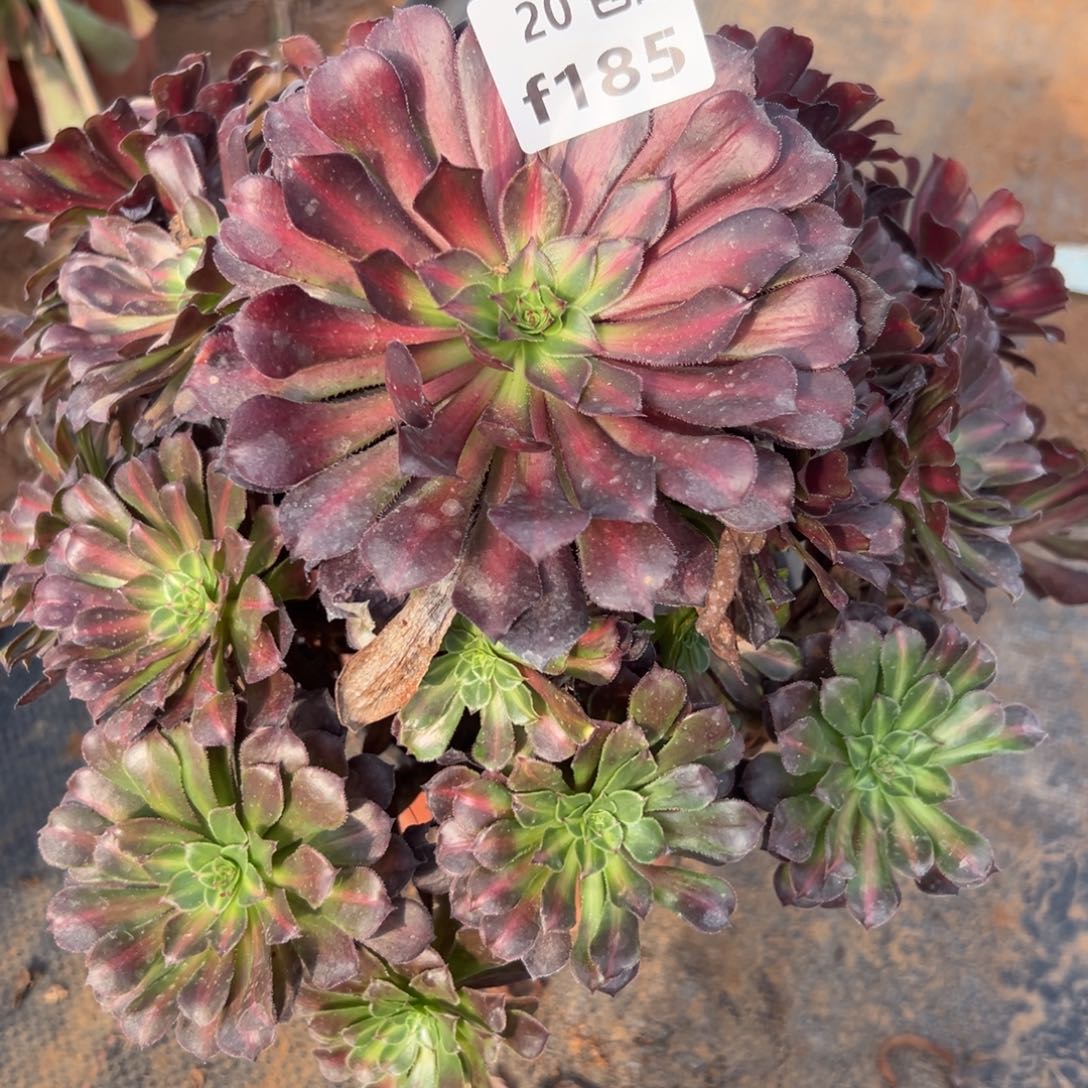 185月亮石，满20包邮嘟叮熊