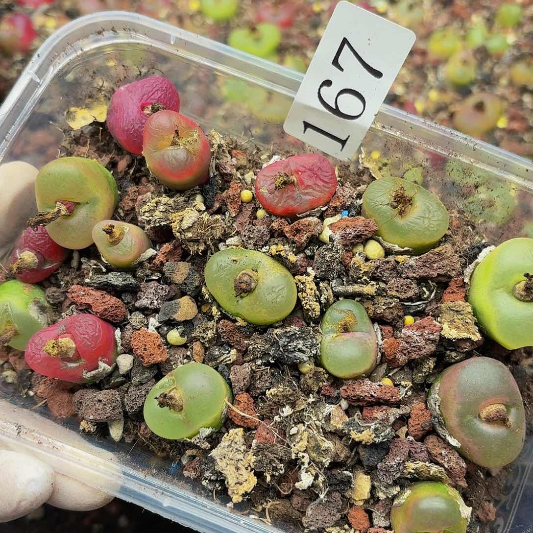 多肉植物多肉植物167