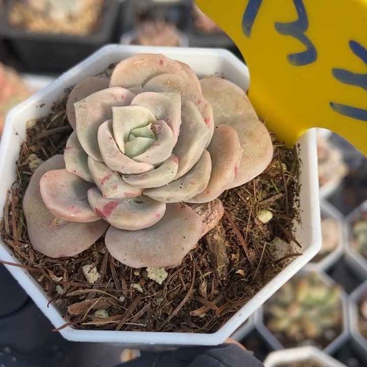 933可爱玫瑰石化多肉植物保护