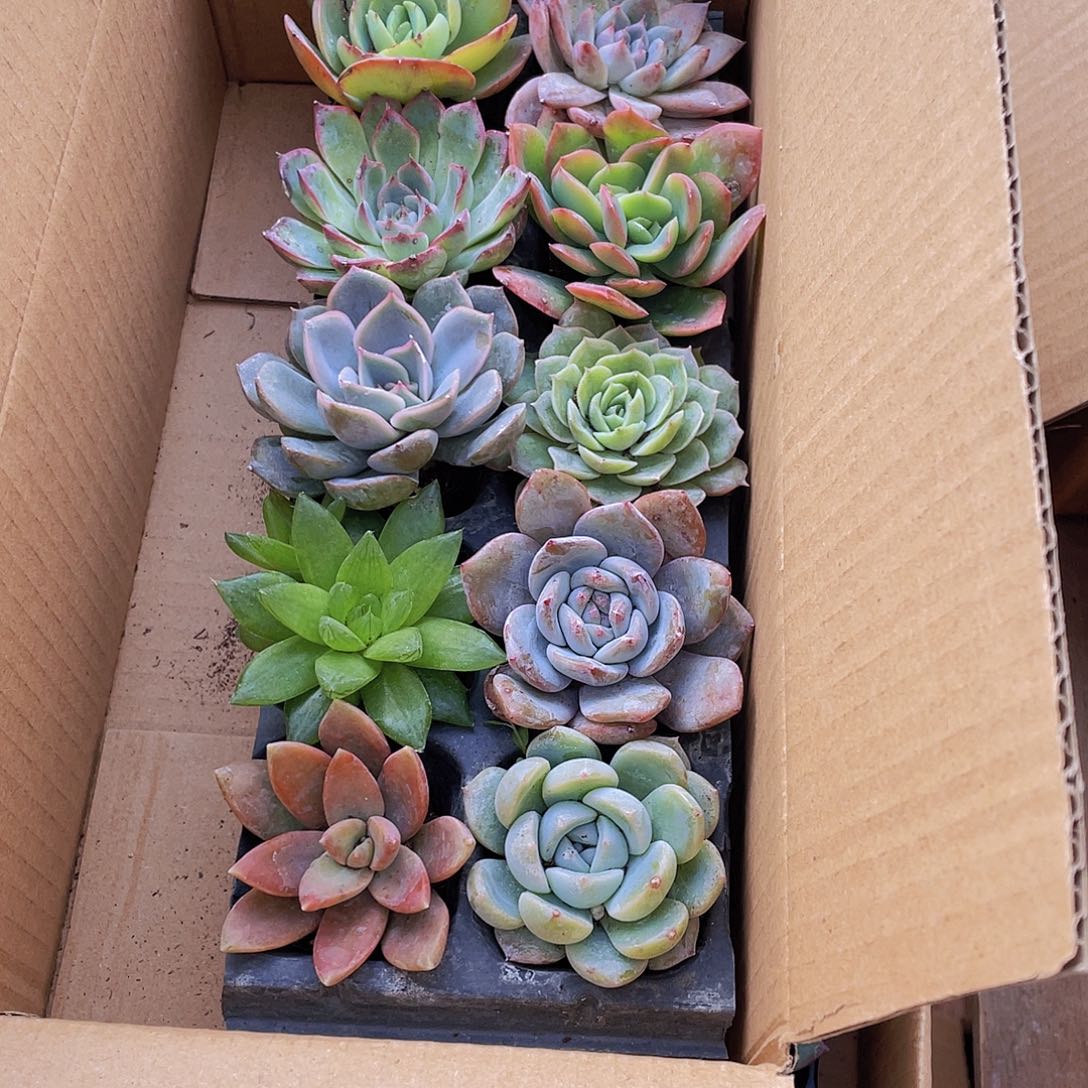 10颗-5号约4-6厘米