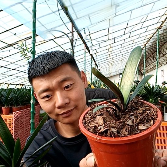 @联发毛料59一颗毛串彩