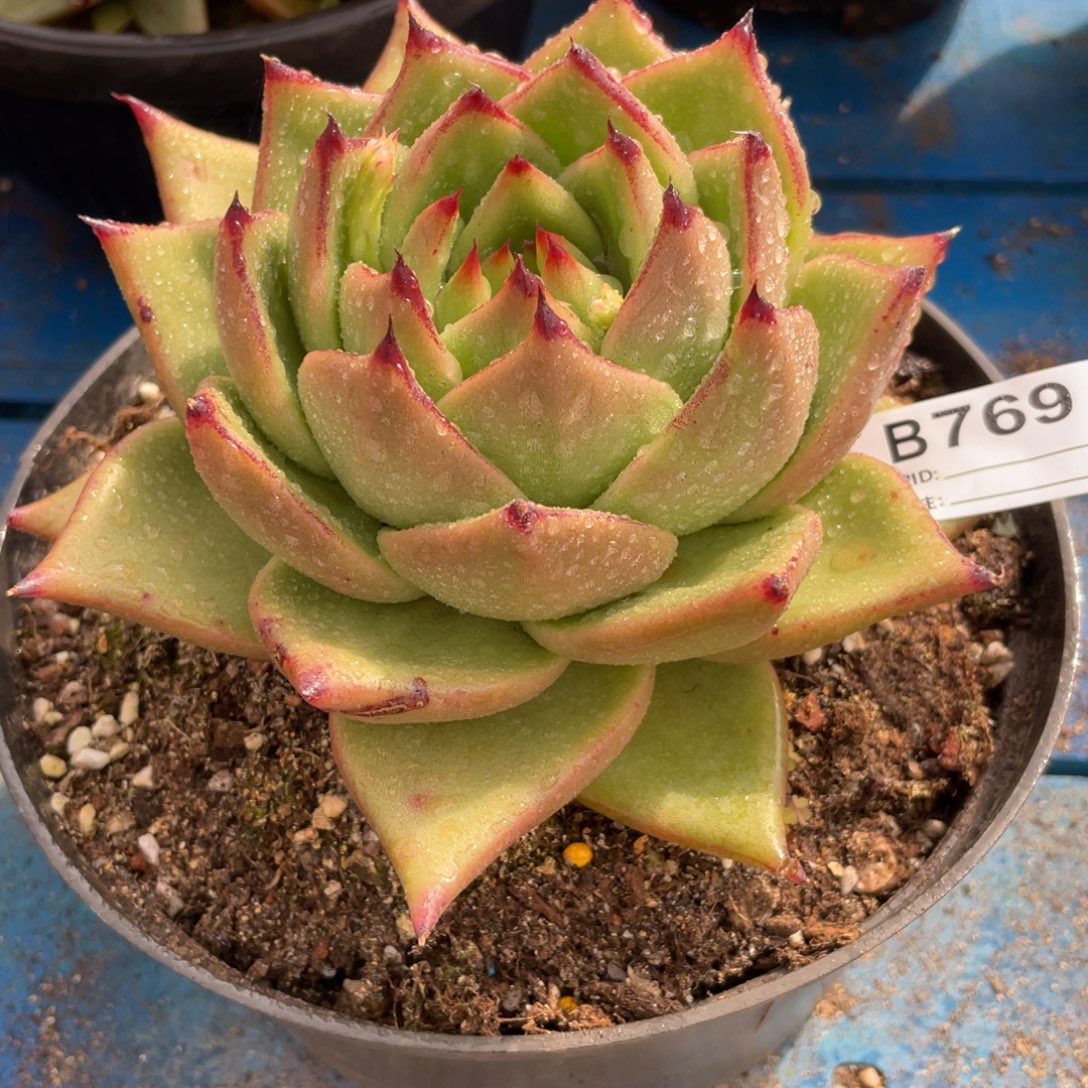 无花朵若如东云组拍B769