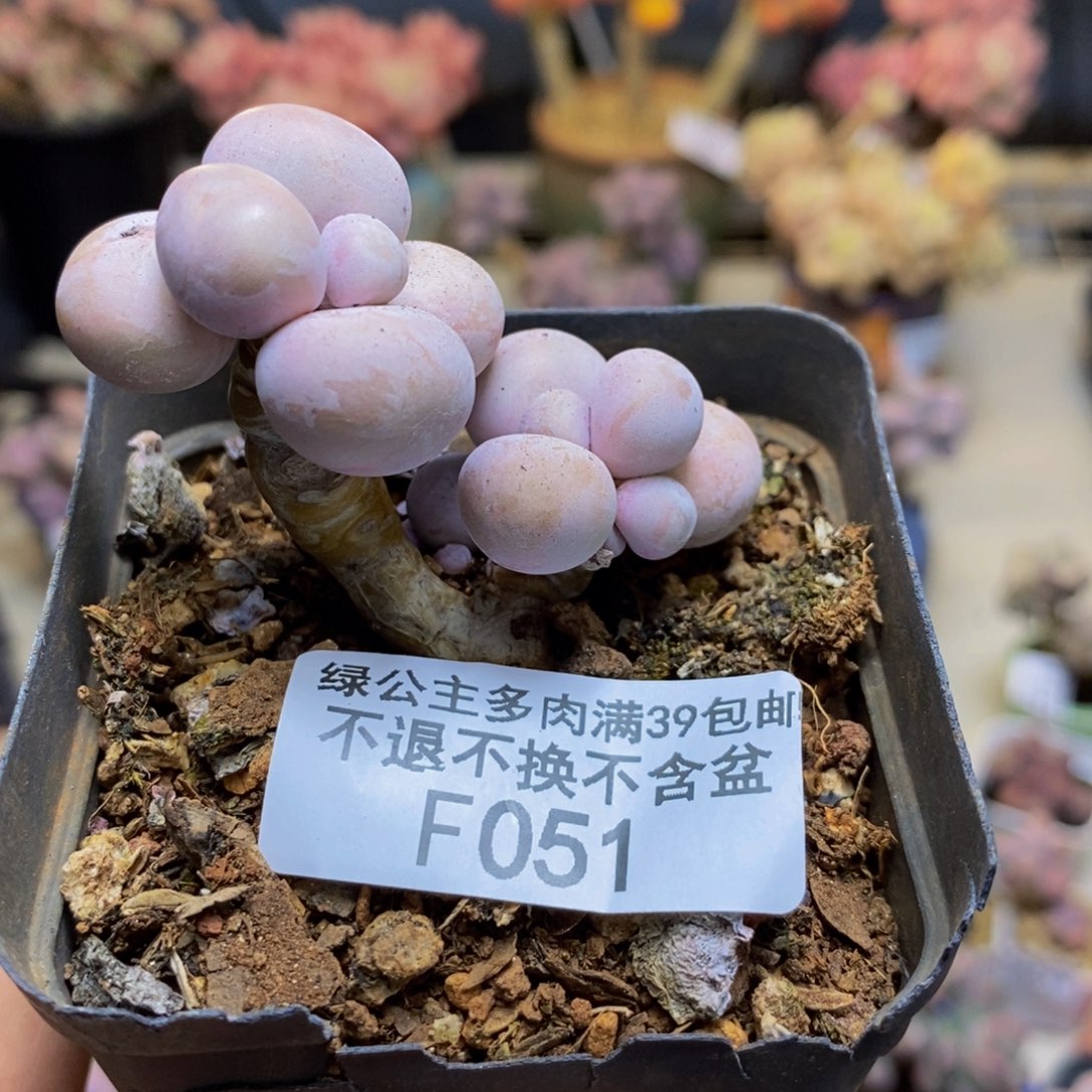 051橙奶多肉肉4c m