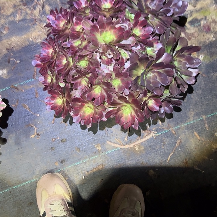 英***不包侧枝一物一拍1