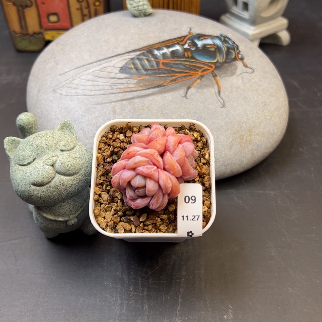 好好看09、哈哈哈哈