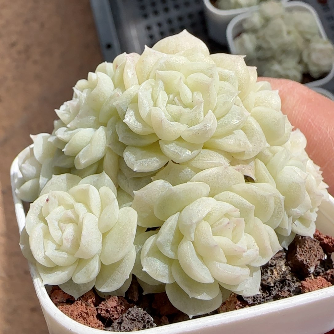 简*沫【闪购商品】0131-163（fm-173）