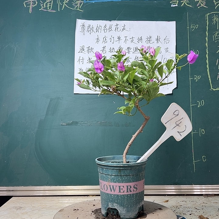 全部花苞 造型 冰淇淋  942