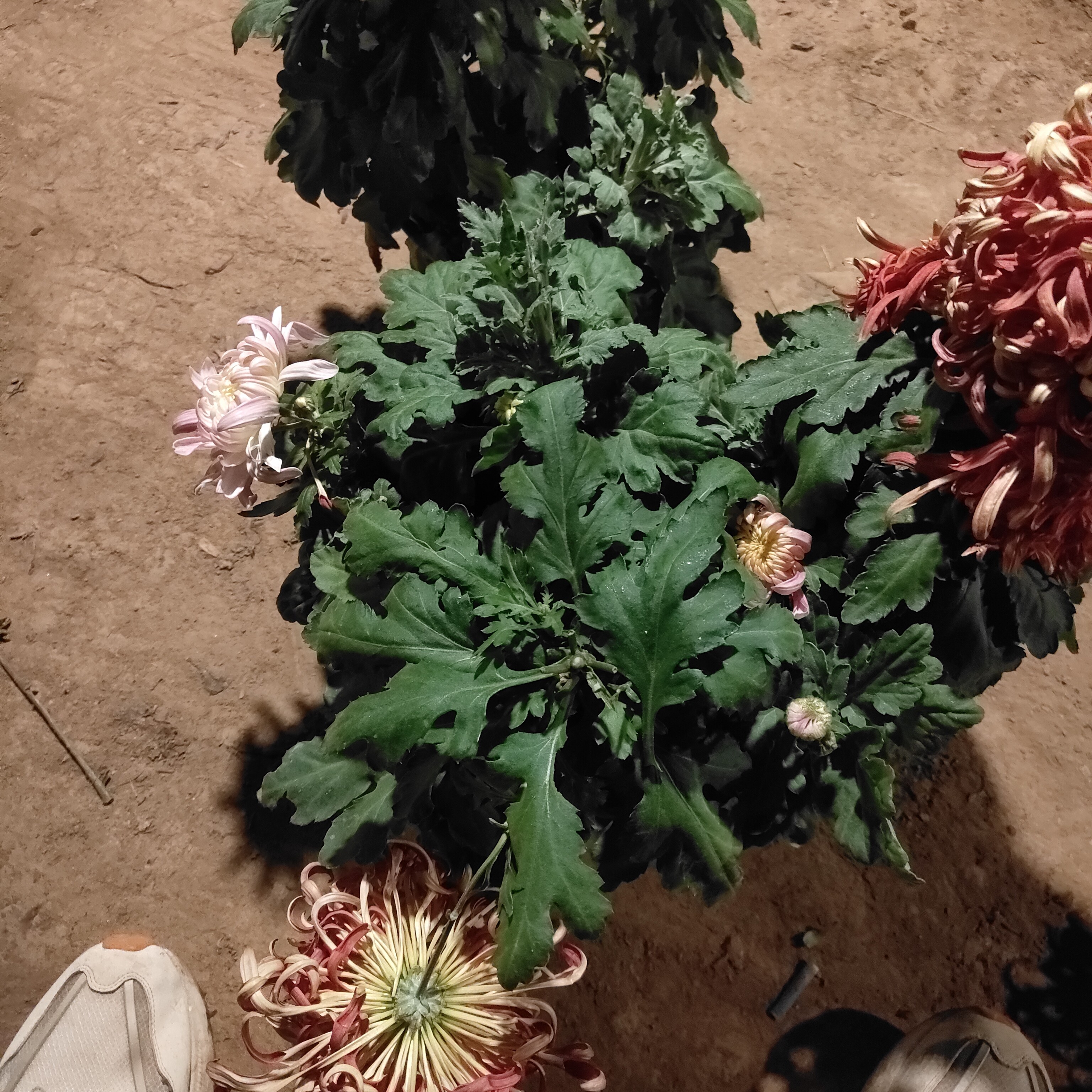 必带国华长春断肢掉包不售后根苗