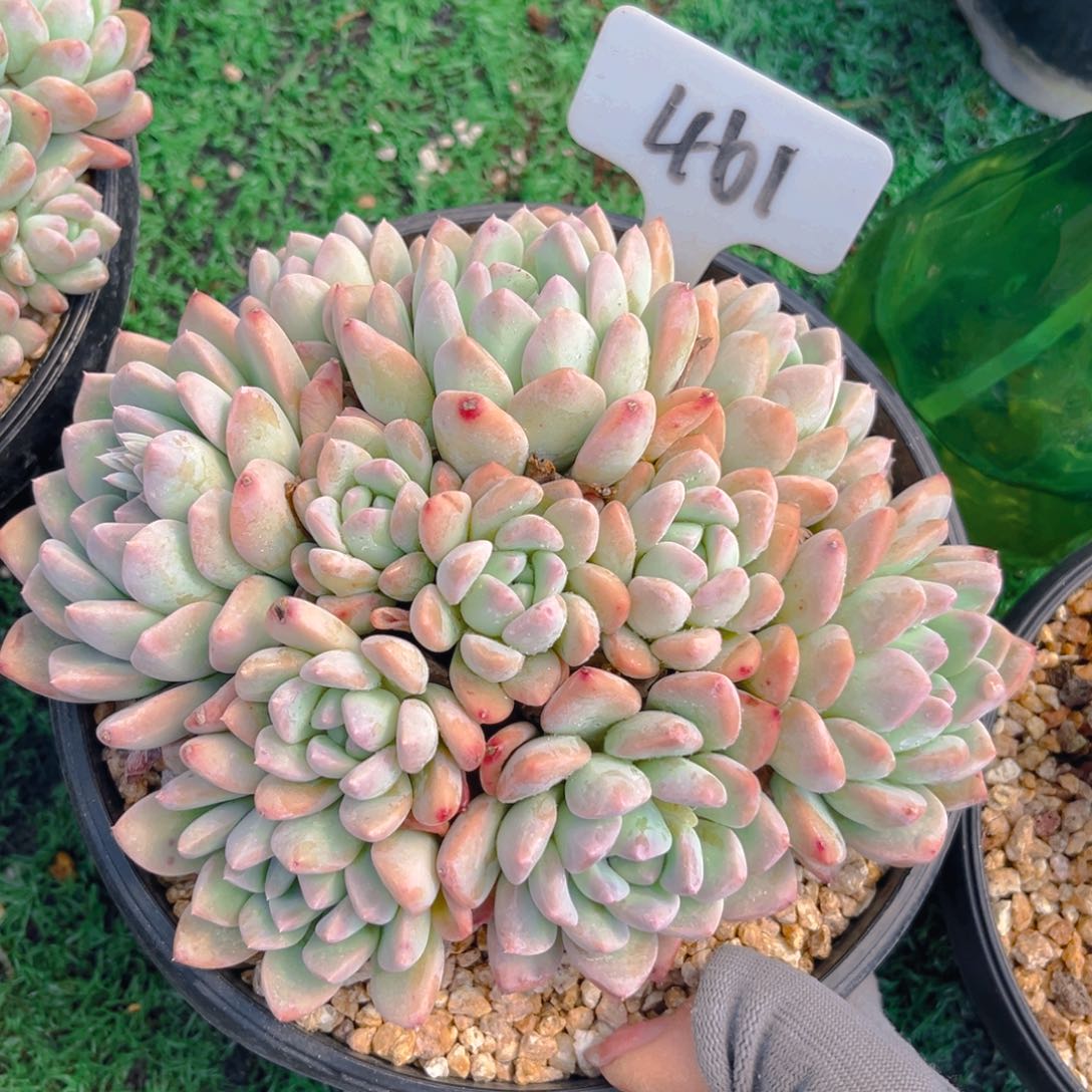 奶昔美人888888888888