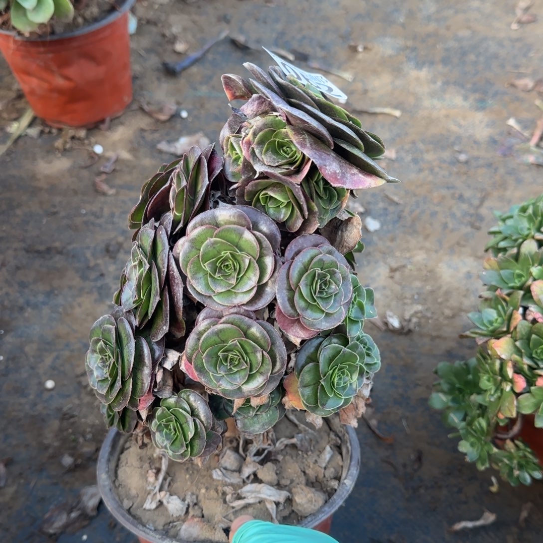 魅金062满20包邮断枝不包