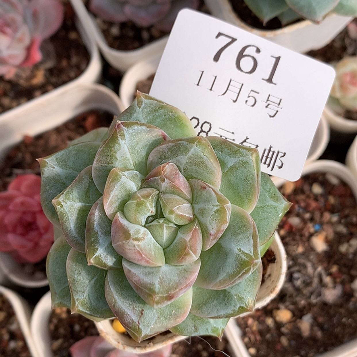 【闪购商品】云761号
