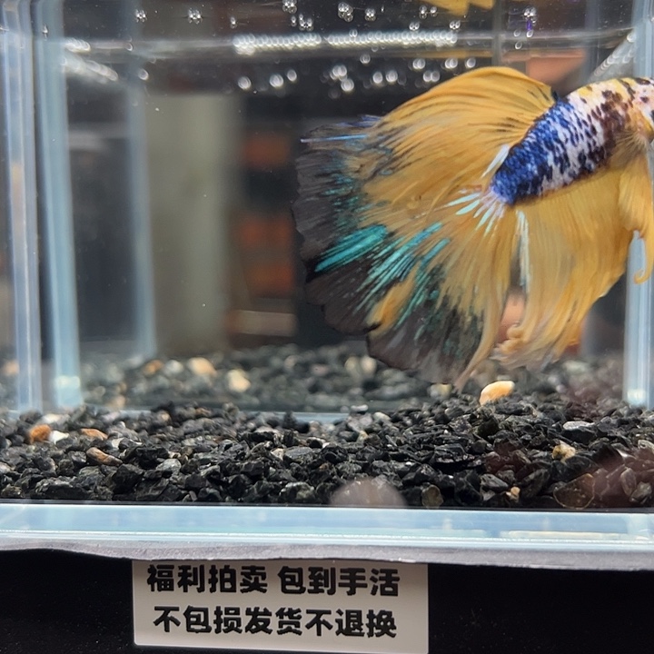 斗鱼竞拍跑单拉黑18日114