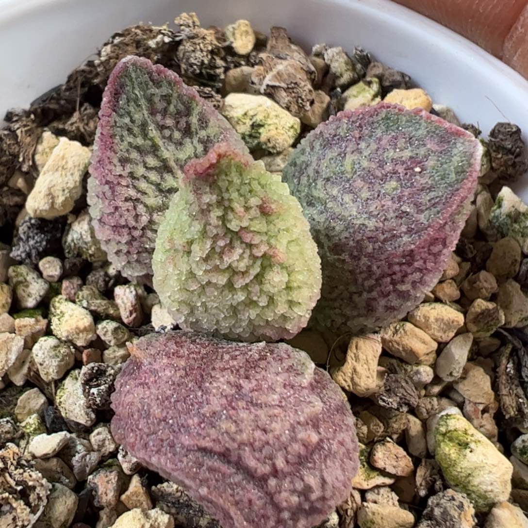 实生新品多肉植物水泡12号