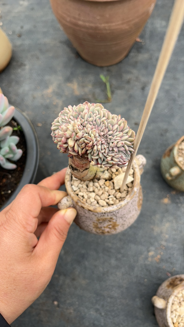 纸风车缀化，多肉植物，冠幅7厘米左右（满19元包邮）