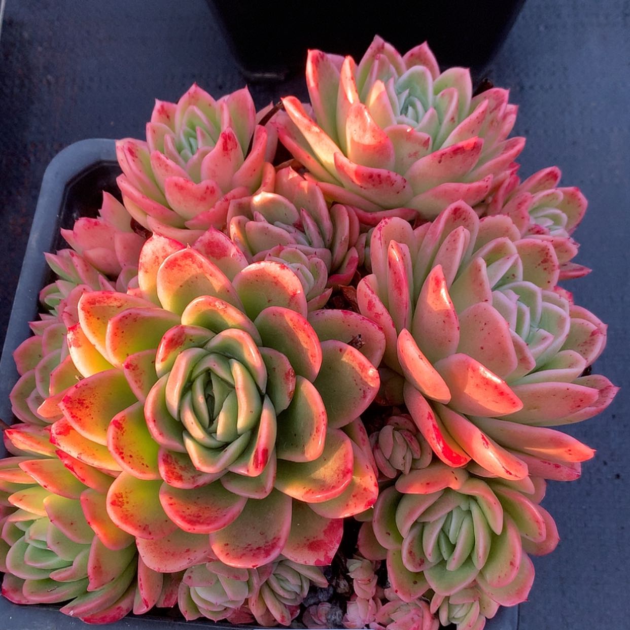 【闪购商品】云247号冰丝绸18厘米