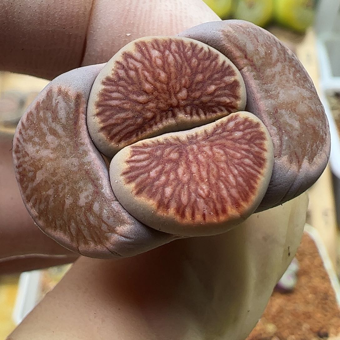 优选线纹菊一颗包邮………………