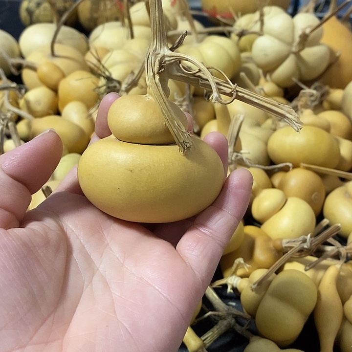 三****o葫芦的颜色很好看