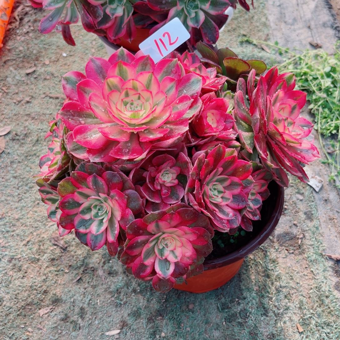 112红荔枝法师多肉植物