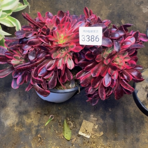 美杜莎多肉植物3386