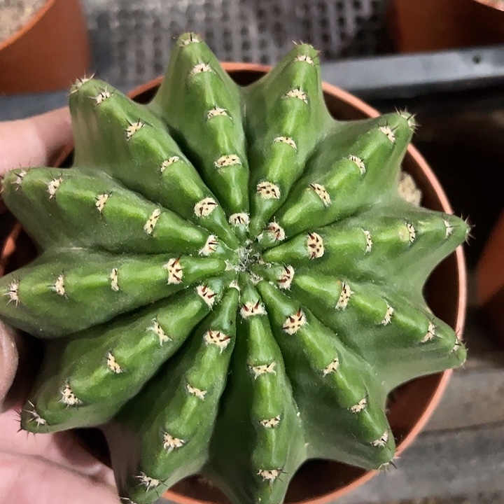 193号实生短刺彩草