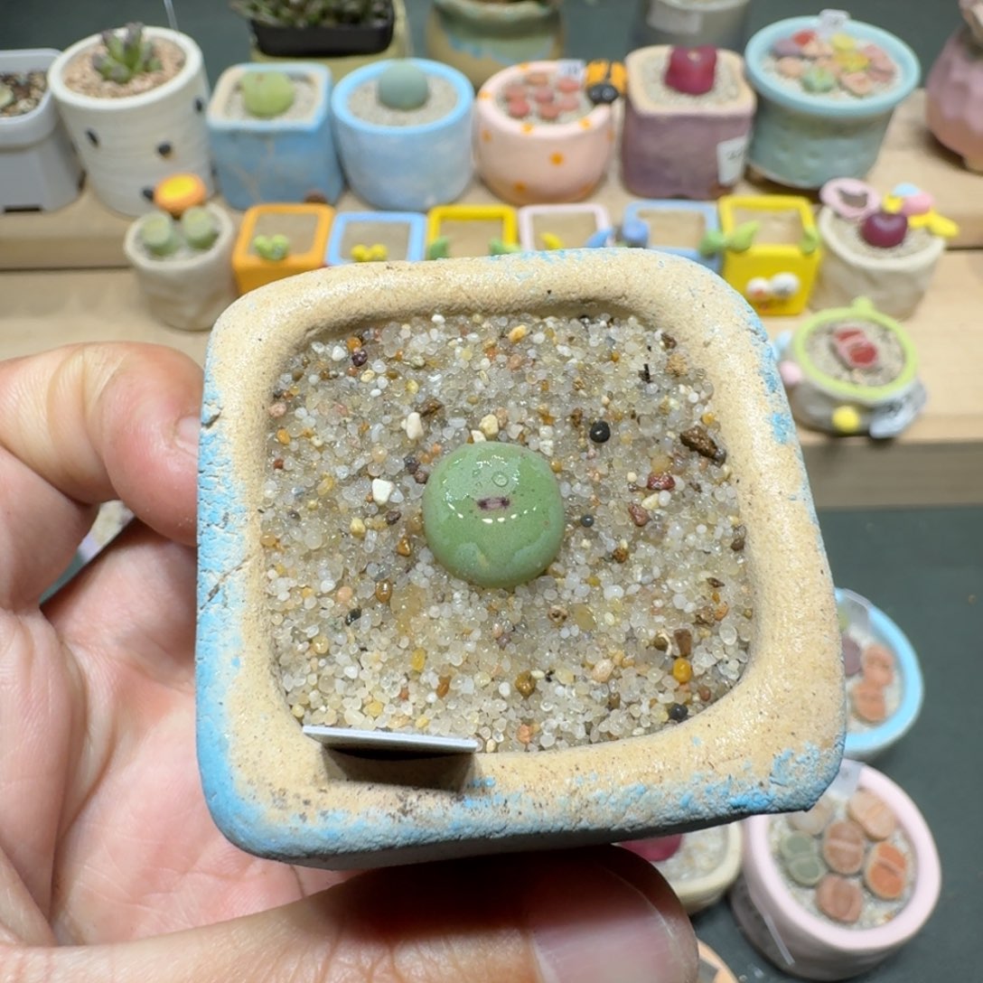 红陶蘑菇398小红嘴