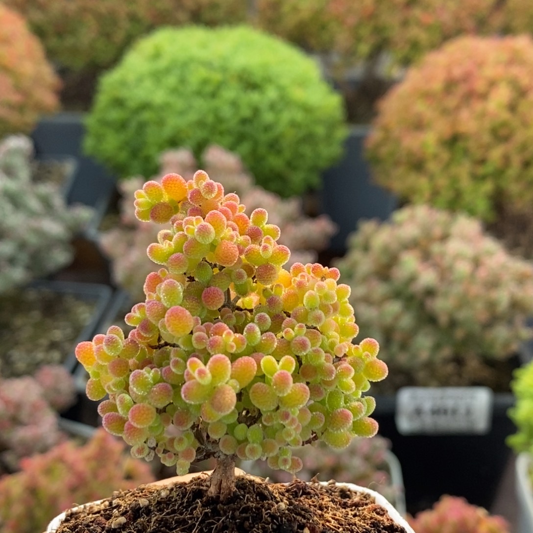 蜜橘糖球3808枝干番杏