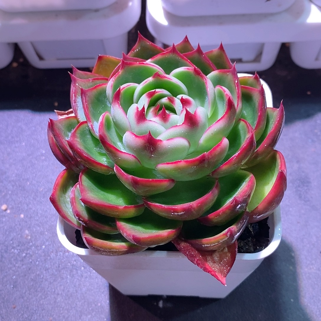 惊鸿仙子多肉植物老桩