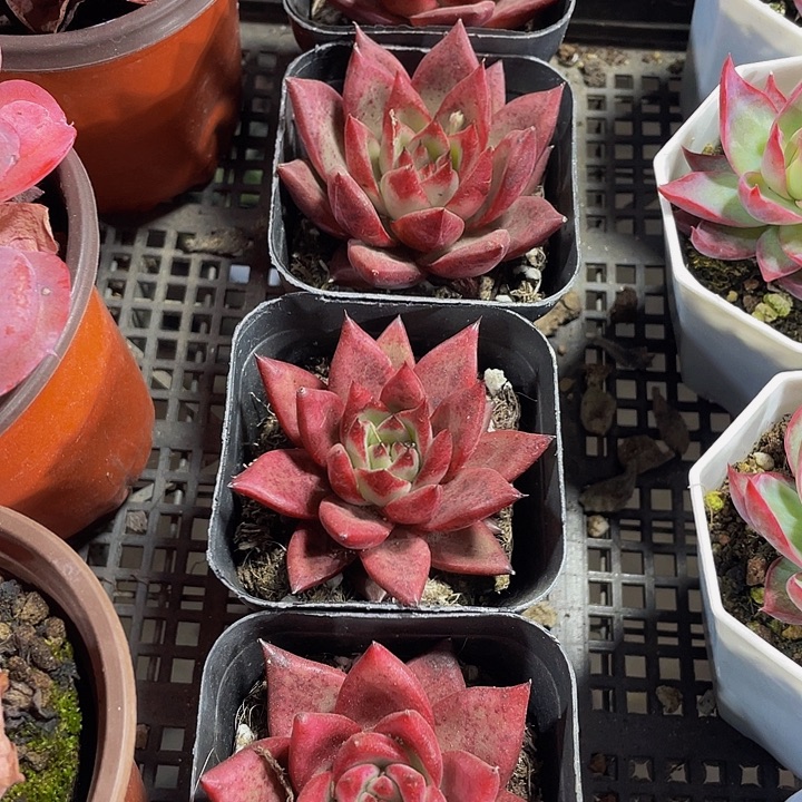 大罗宾带朋友土发货