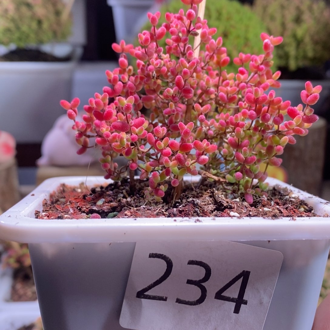 蜜橘带盆土发货一物一拍