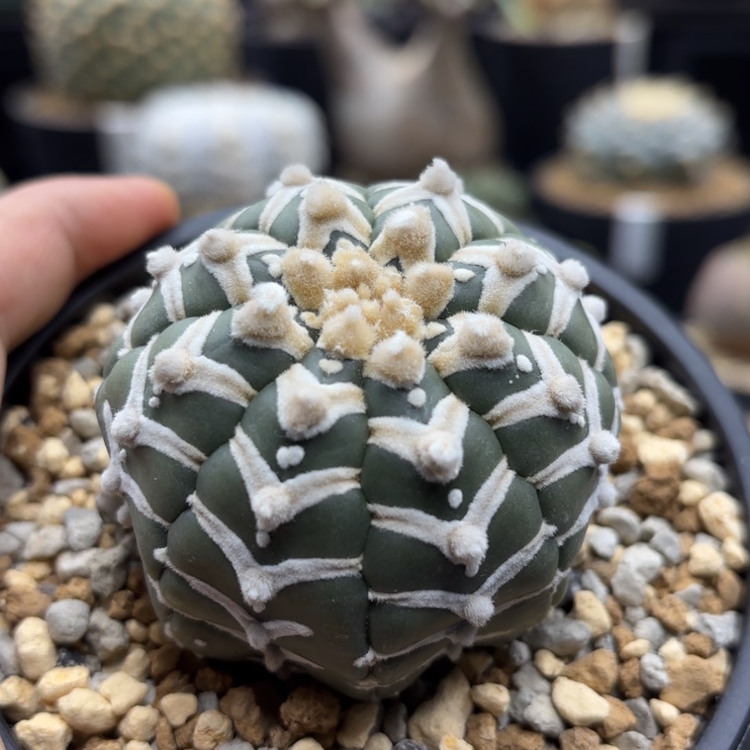 实生琉璃V兜带盆