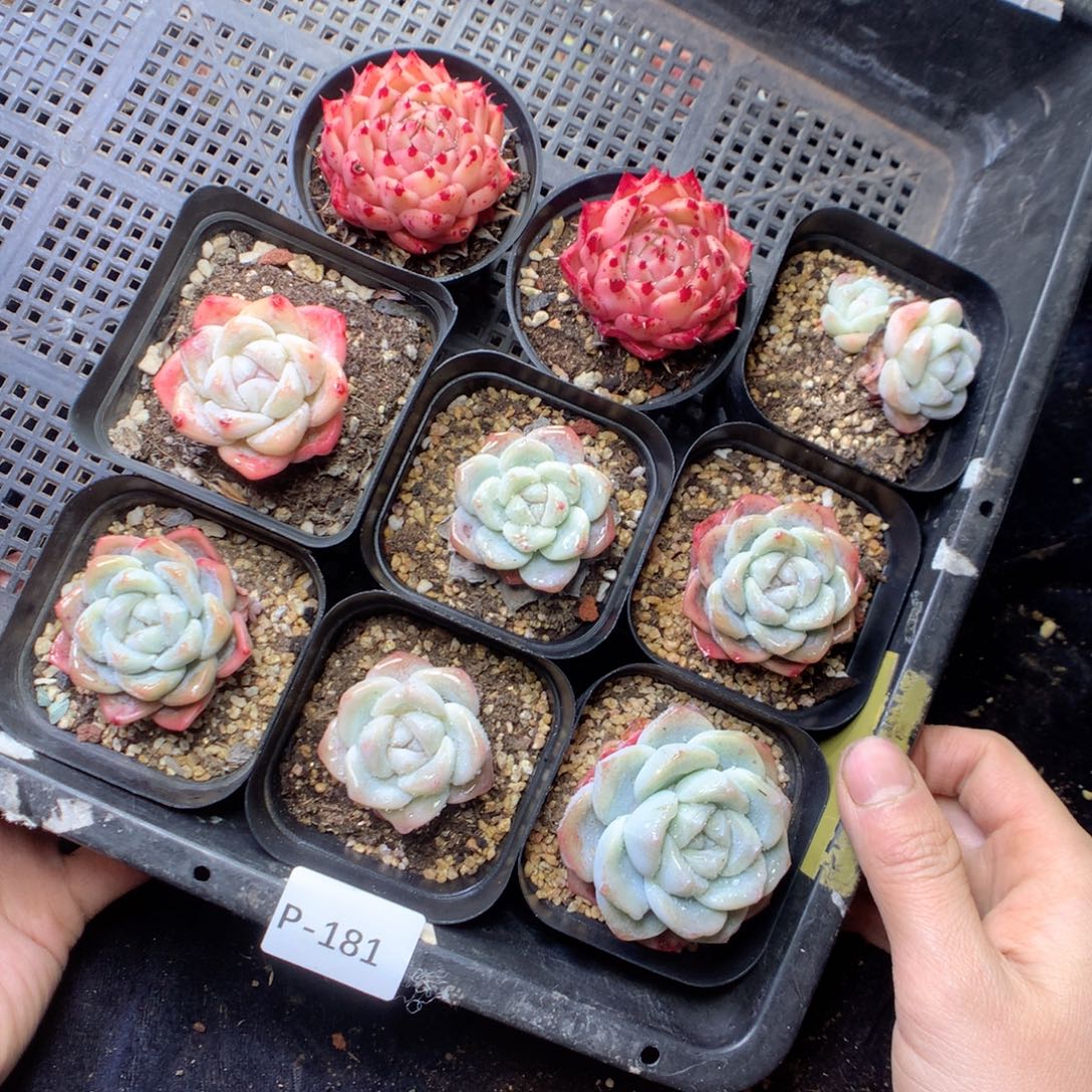 无花朵P181 yyyyyyy