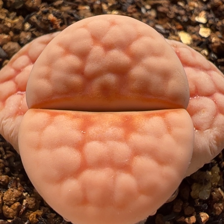 粉红豹多肉植物百科