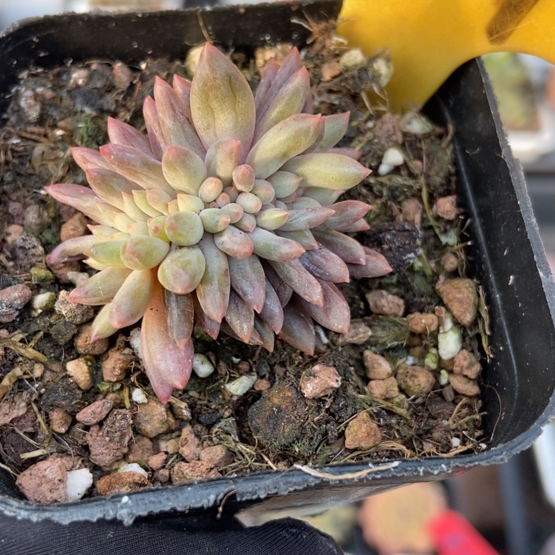 569车厘子缀多肉植物