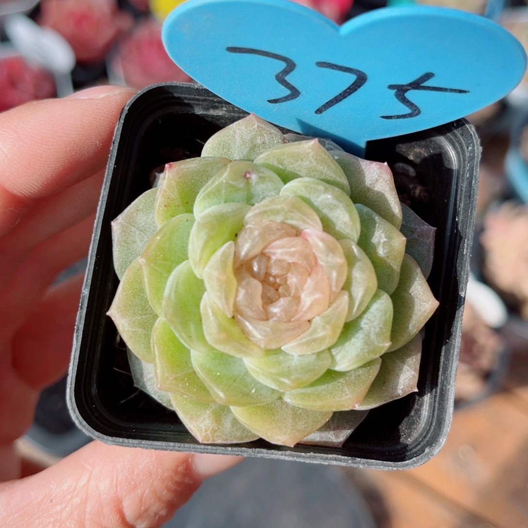 375号新品珍妮单头