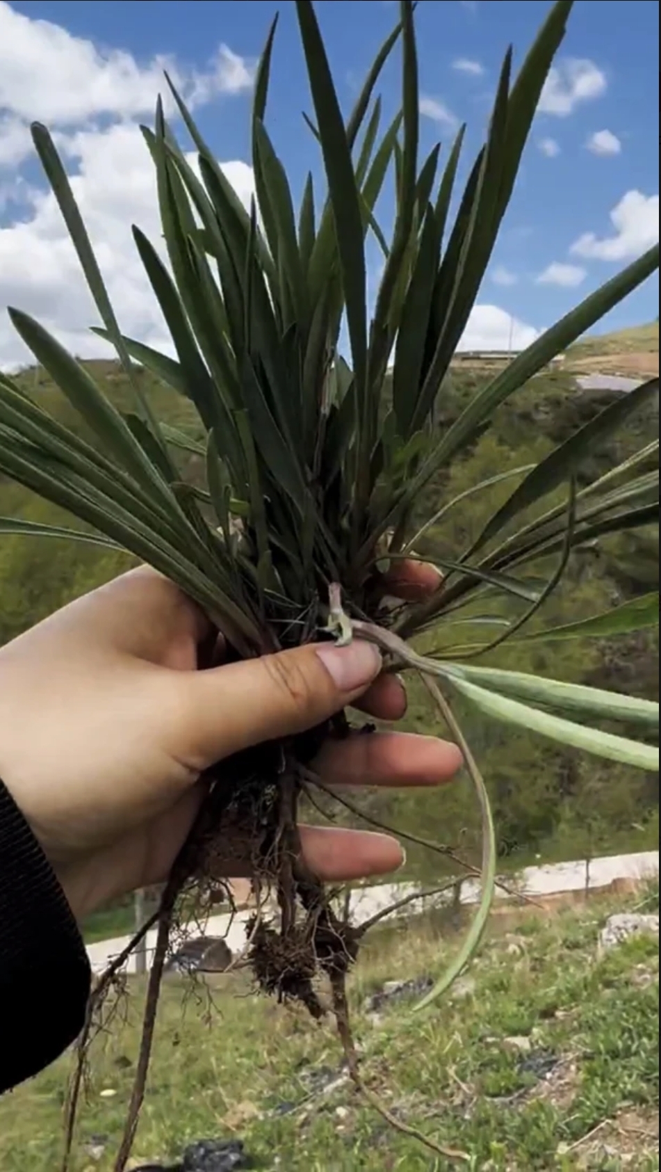 甘肃野外采挖野柴胡500克包邮