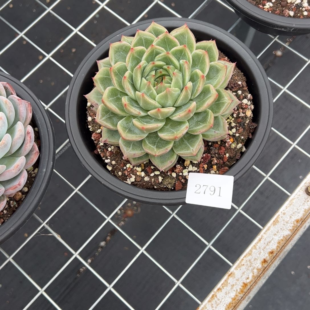 ?****●2791拍肉肉肉肉肉