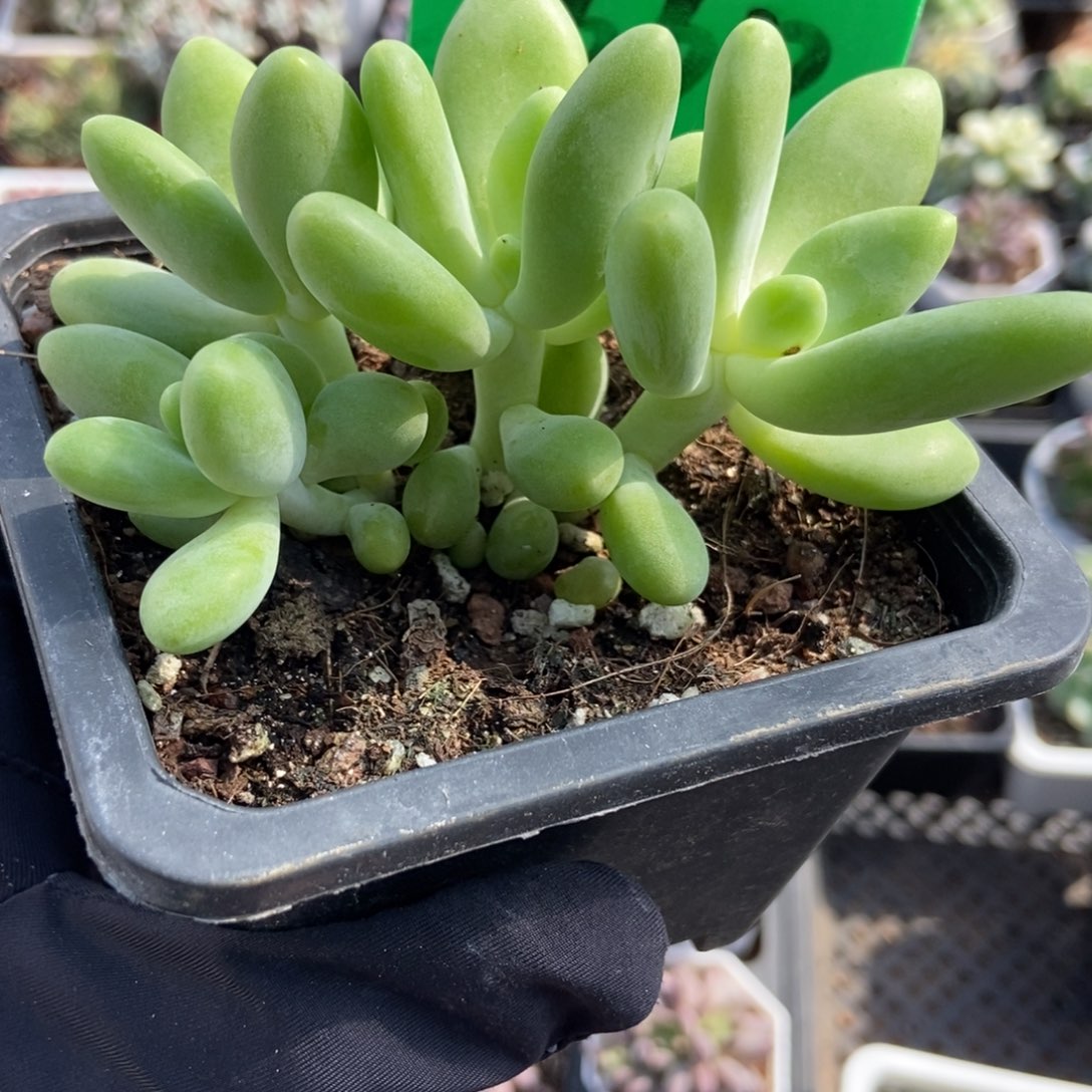 1660芒果美人多肉植物