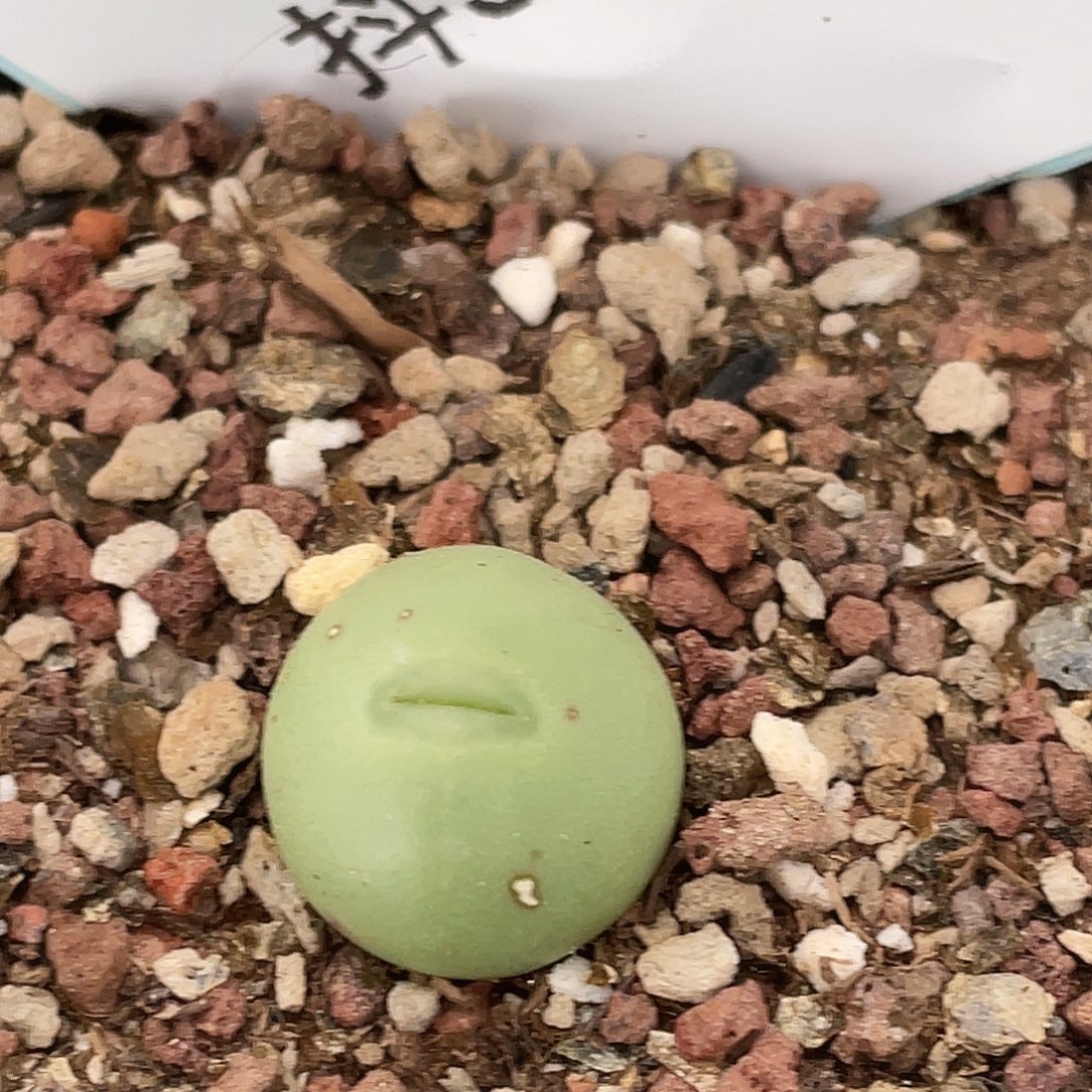 31-110白花大g多肉植物