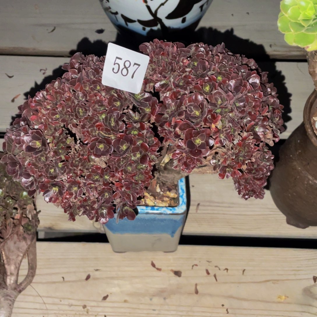 587号玫瑰法师朵朵微瑕