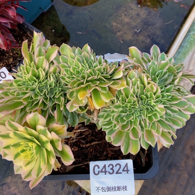 【闪购商品】4324迈巴赫多肉