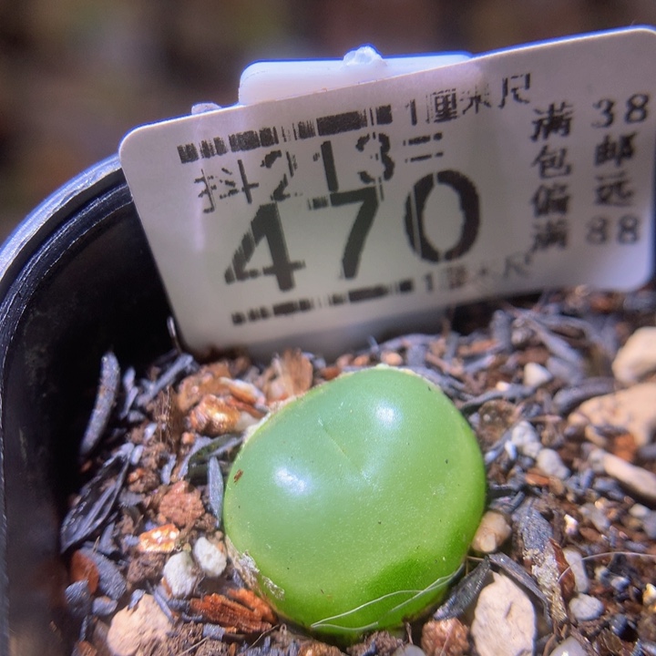 精品生石花213.470